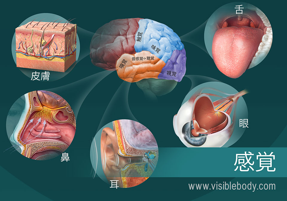 五感を示す図
