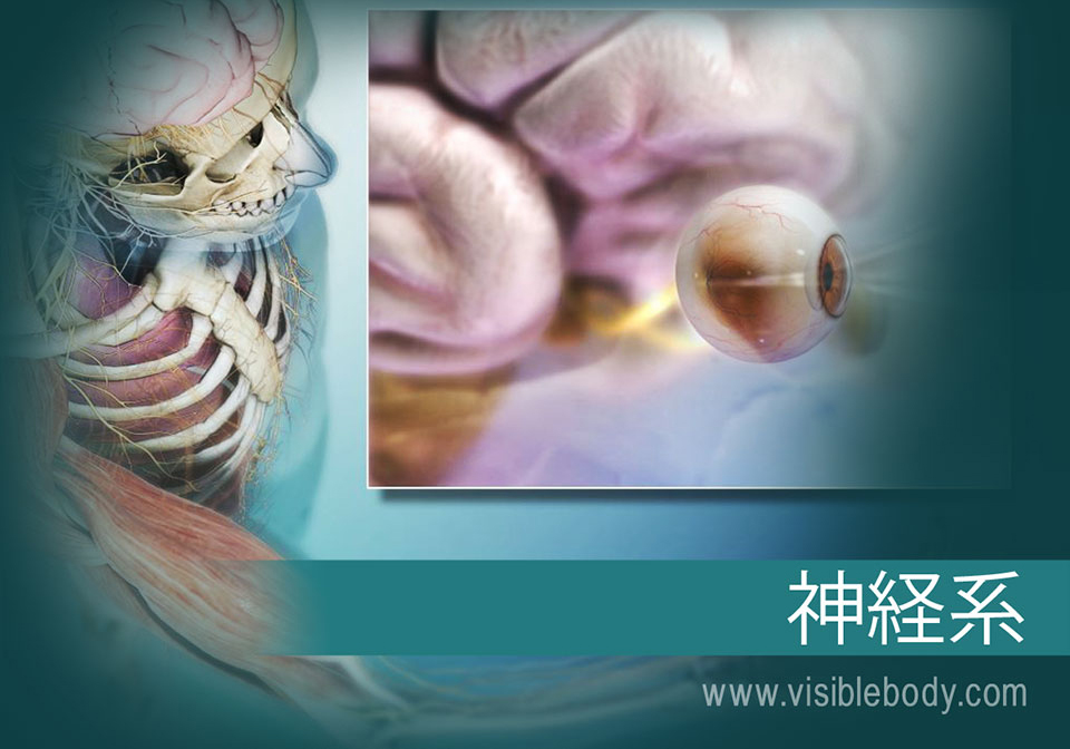 脳と脊髄は、中枢神経系（CNS）を形成します。 脳神経、脊髄神経および感覚器官は、末梢神経系（PNS）を形成します。