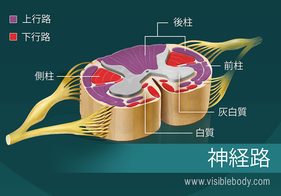 脊髄の神経路の図