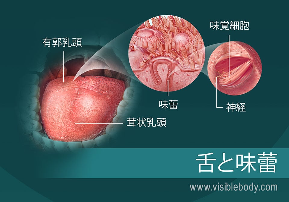 舌と味蕾の図
