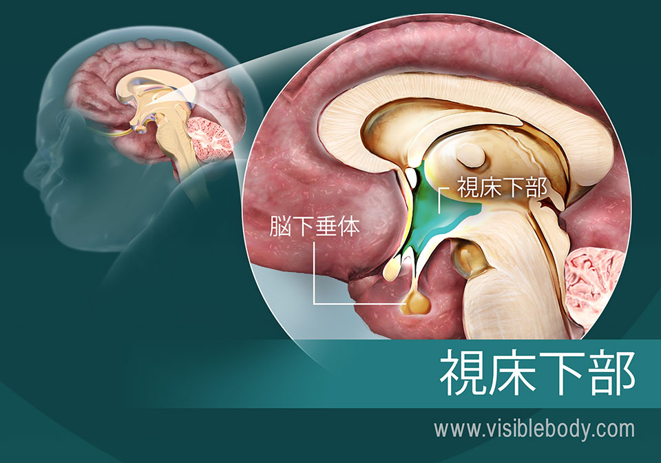 脳における視床下部とその位置