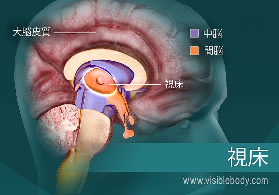 脳における視床の位置