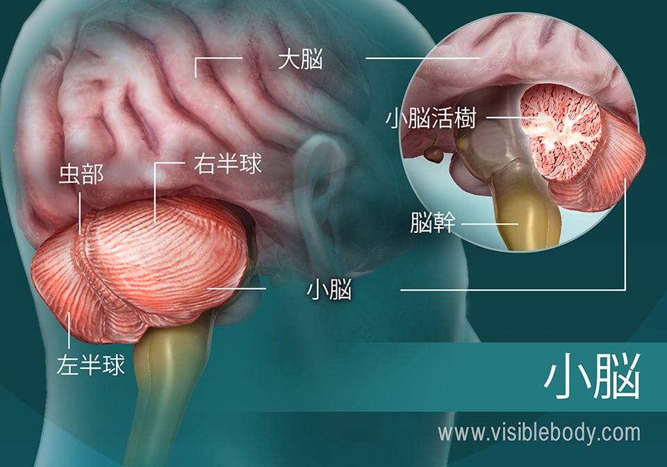 小脳部分の図