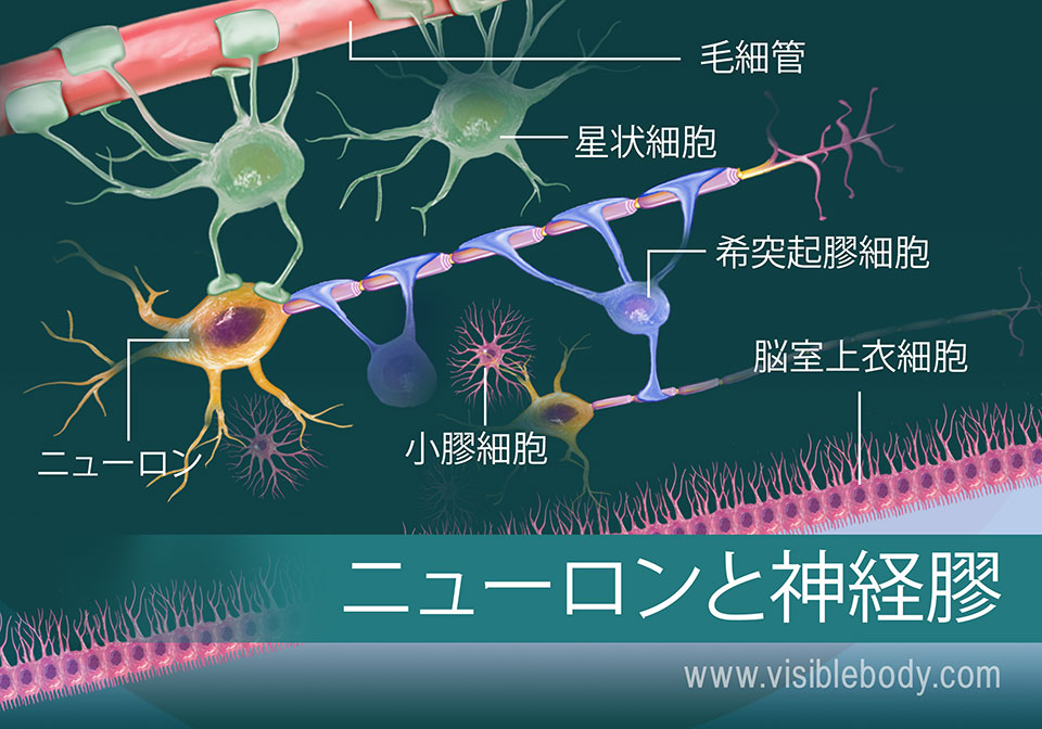 ニューロンとある種の神経膠を示す図