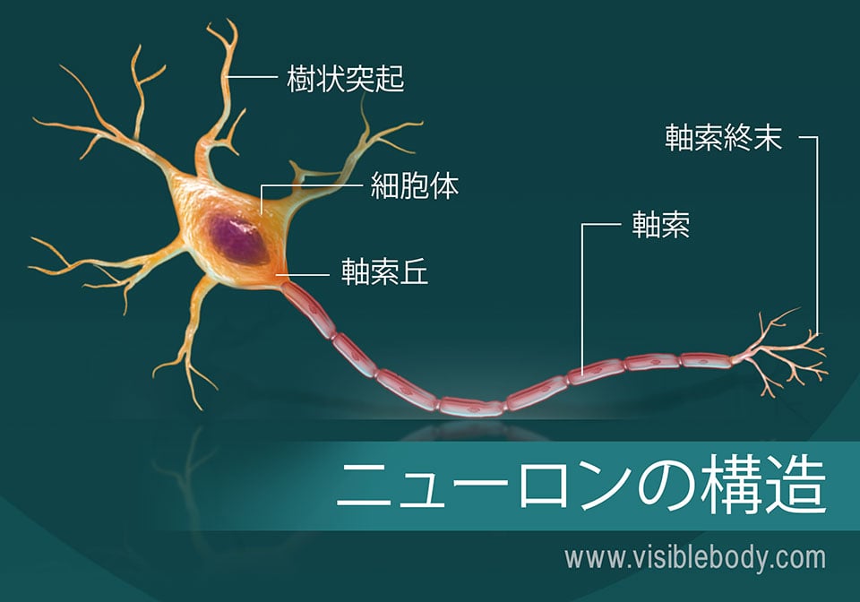 ニューロンの構造図