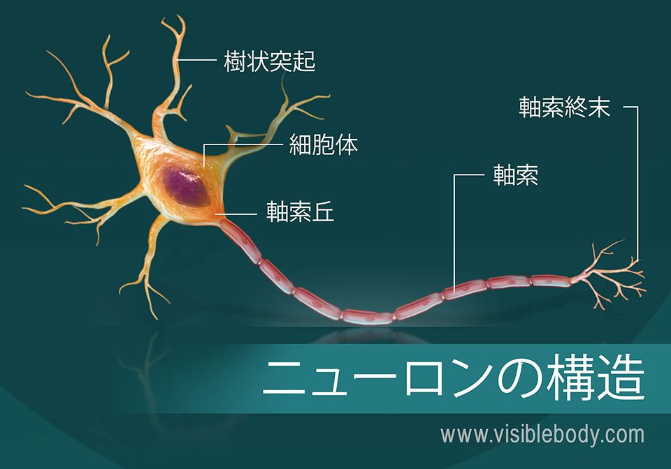 ニューロン
