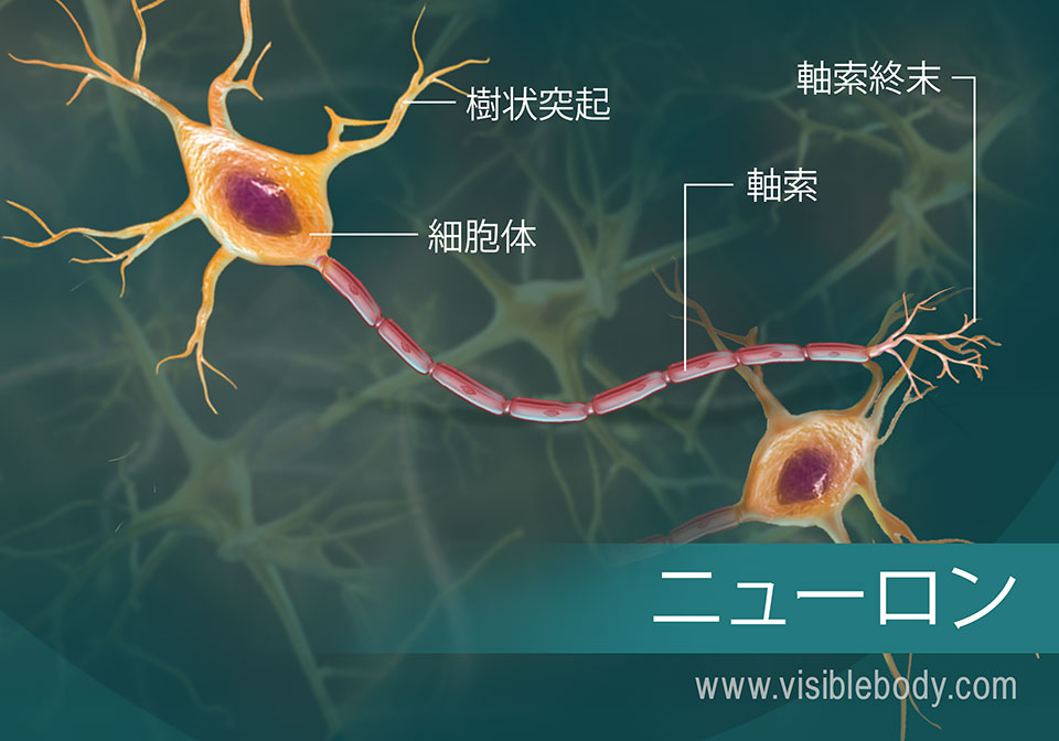 ニューロンとそのパーツの図
