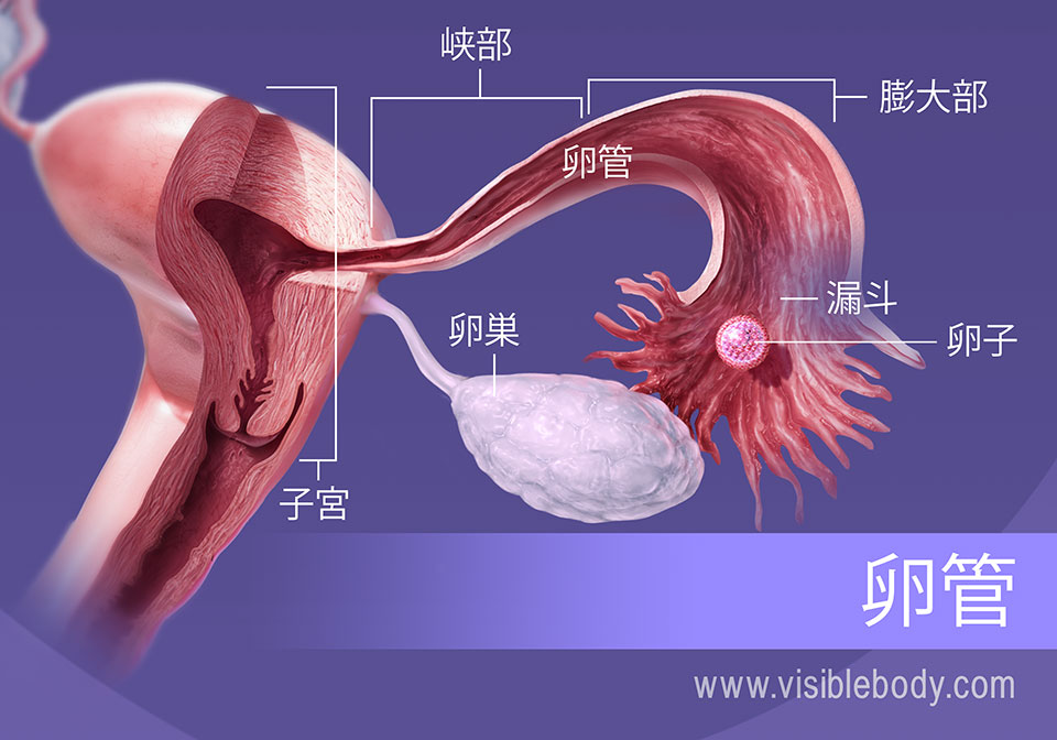排卵の間、卵子は、輸卵管の漏斗部、膨大部および峡部を通ります。