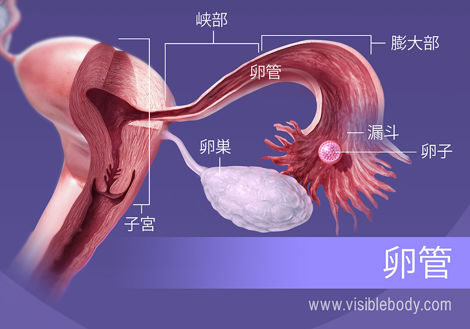 女性生殖器の構造