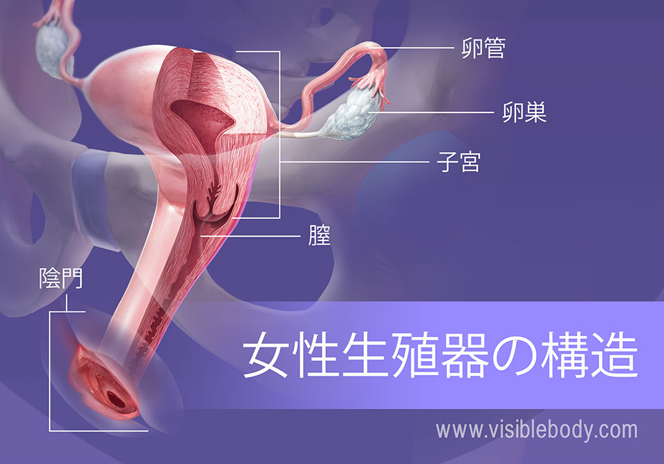 女性生殖器の構造