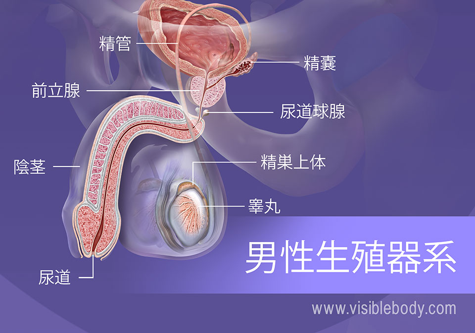 男性生殖器系の構造