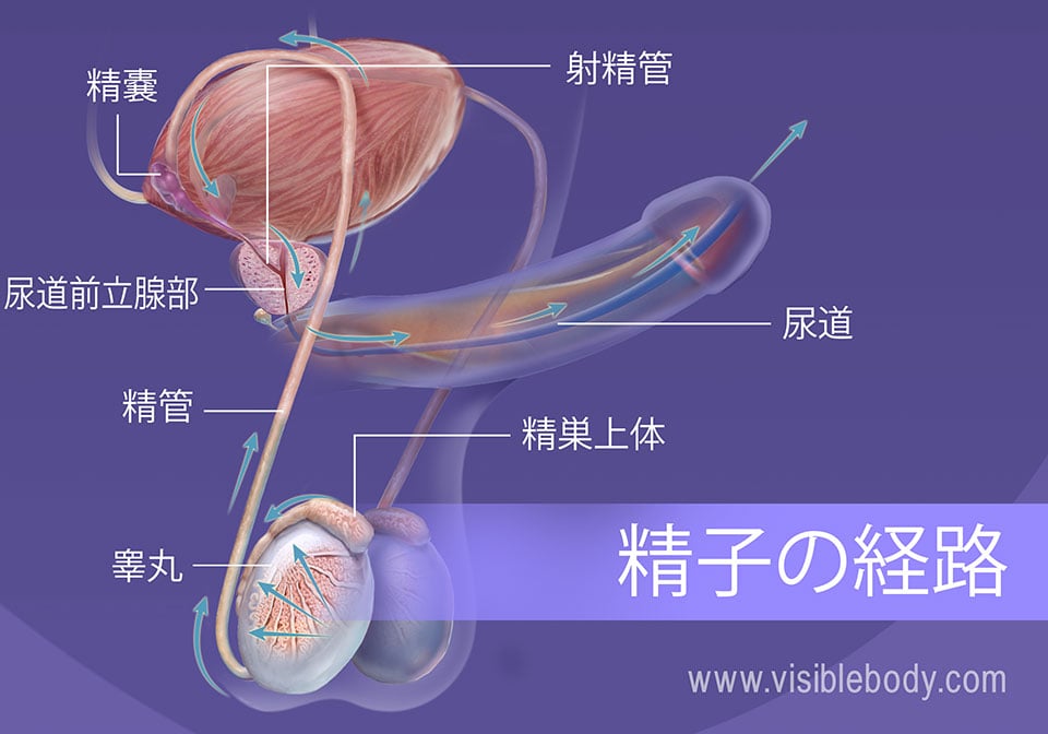 精液は、精巣から尿道へと移動します