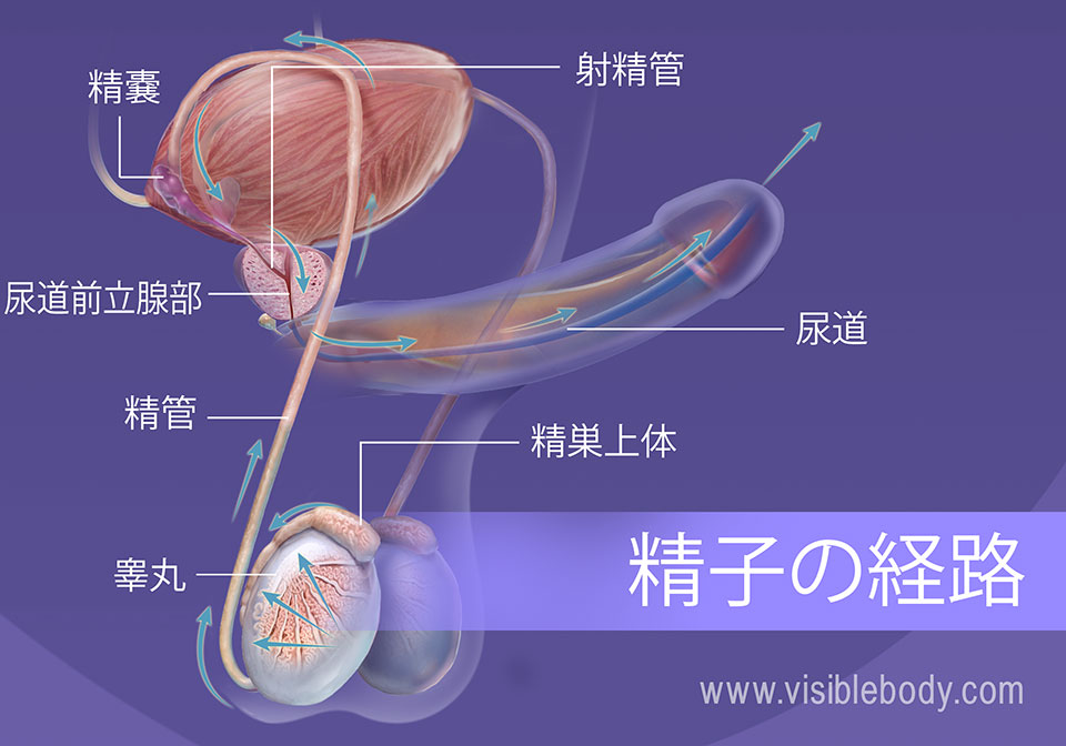 男性生殖器の構造