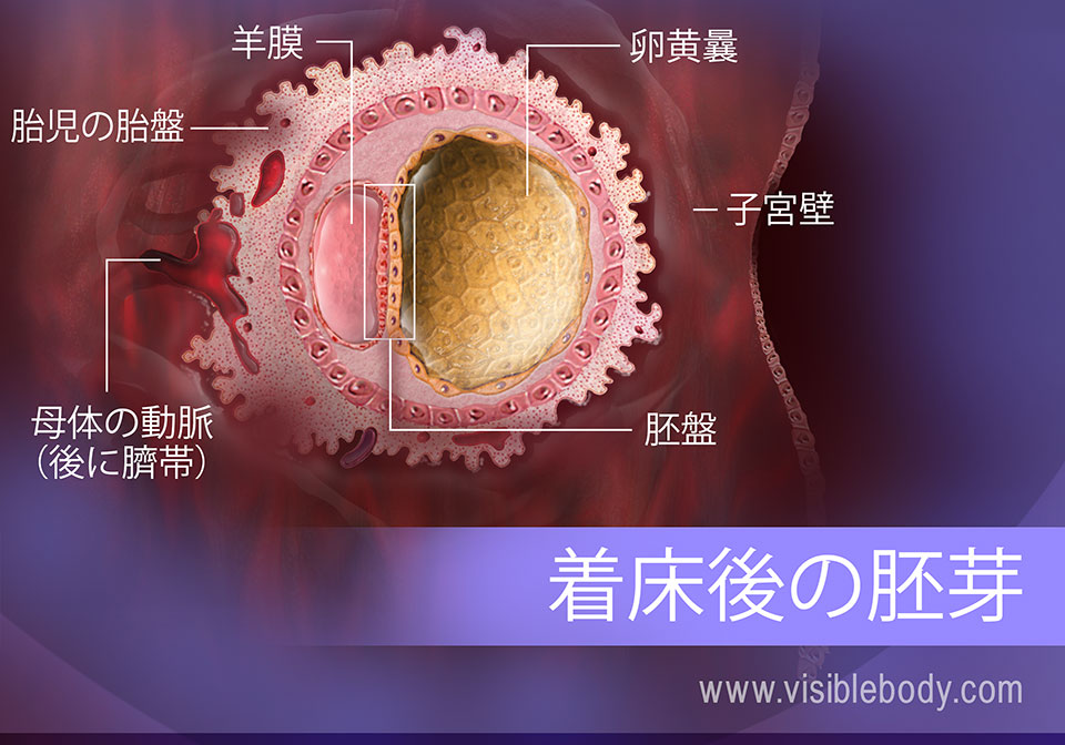 子宮内の胚芽の構造物