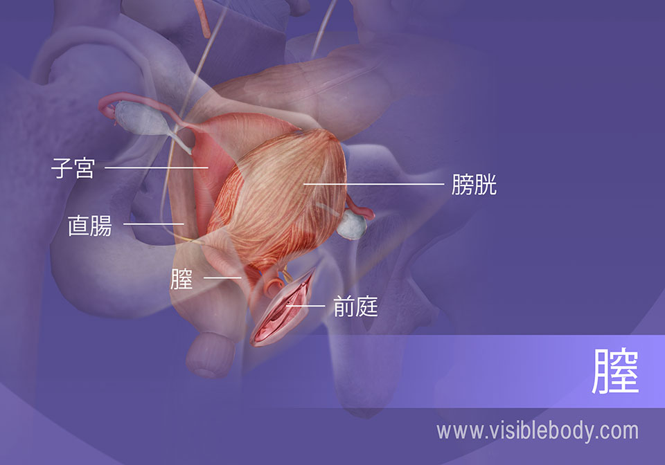 女性生殖器系の内側部分と泌尿器の膀胱