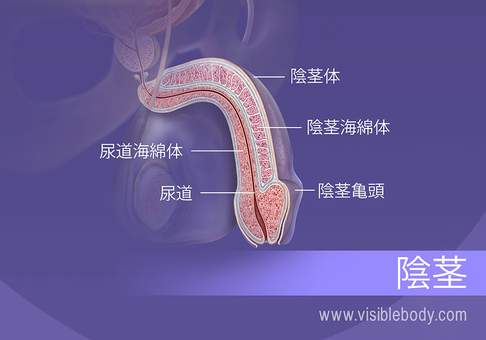 男性生殖器の構造