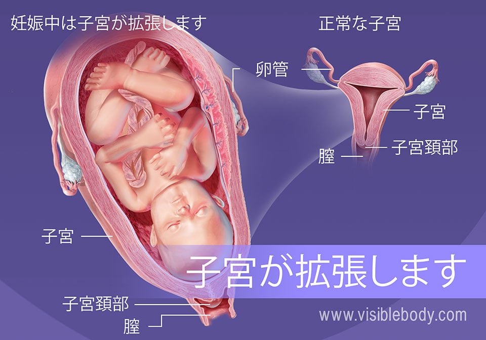 妊娠期間中の子宮の大きさの変化