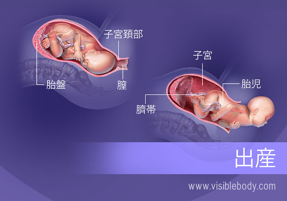 出産の過程および分娩時の器官