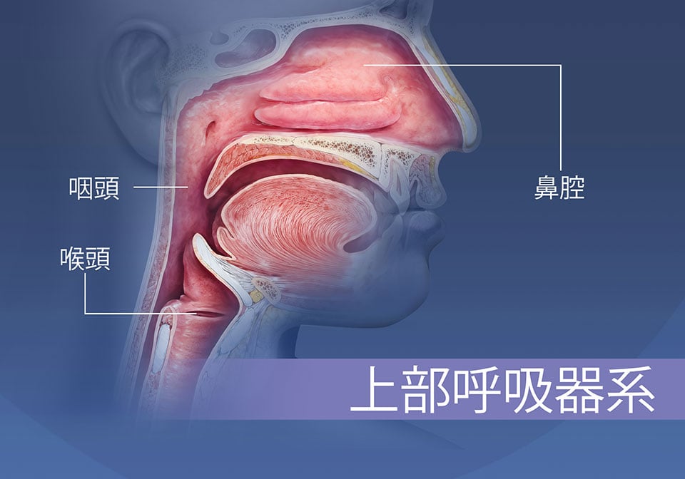 上部呼吸器系、鼻腔および喉についての概説