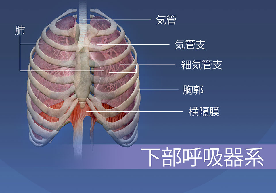 下部呼吸器系の構造は、気管、気管支、細気管支、胸郭、肺および横隔膜から構成されています。