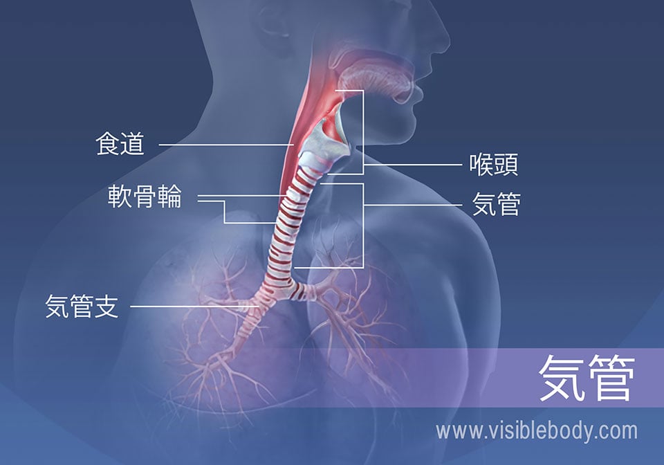 下部呼吸器系