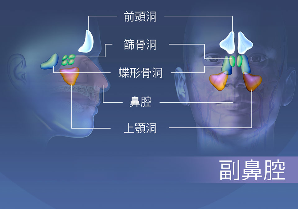 副鼻腔の領域; 前頭骨、篩骨、蝶形骨、および上顎骨