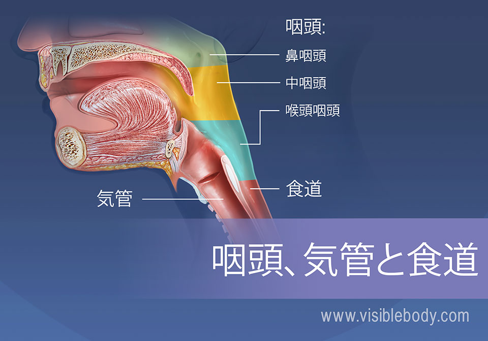 咽頭領域は、鼻咽頭、中咽頭および咽喉頭に分けることができます。