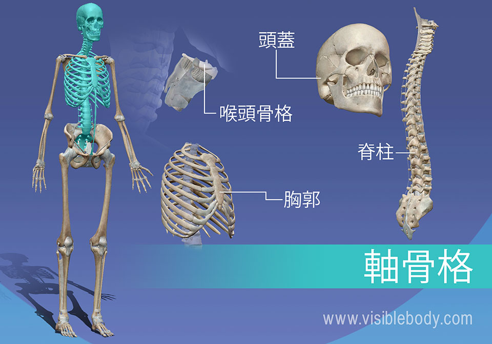 骨格の解剖について知る 軸骨格