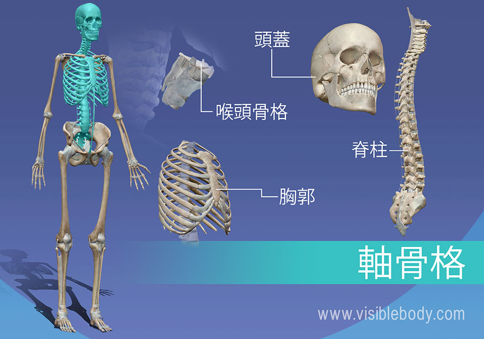 軸骨格の概説: 頭蓋骨、椎骨、喉頭、および  胸部