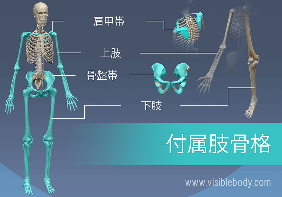 骨格の解剖について知る 付属肢骨格