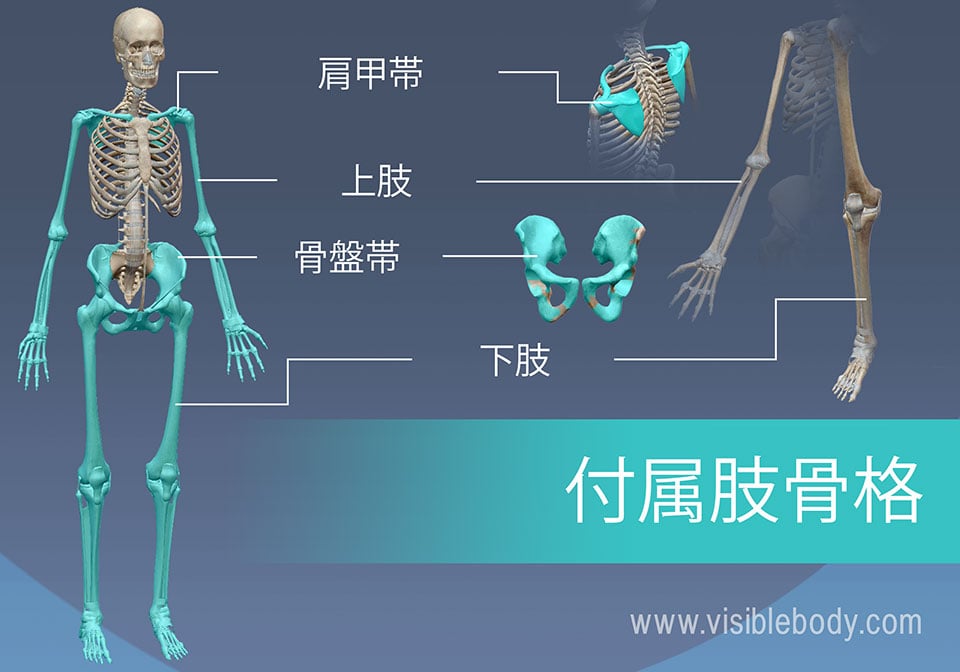 付属肢骨格は、腕と脚、ならびに肩と骨盤から構成されています