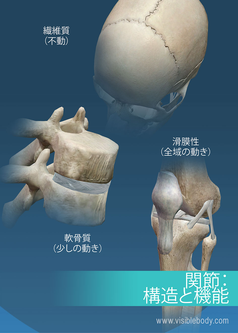 多様な関節、縫合、膝、脊椎の概要