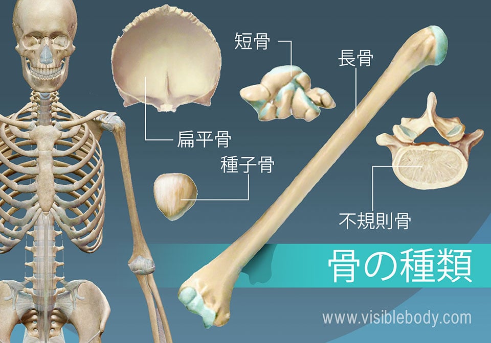 5つの骨の型の概説（長、短、扁平、不規則および種子）