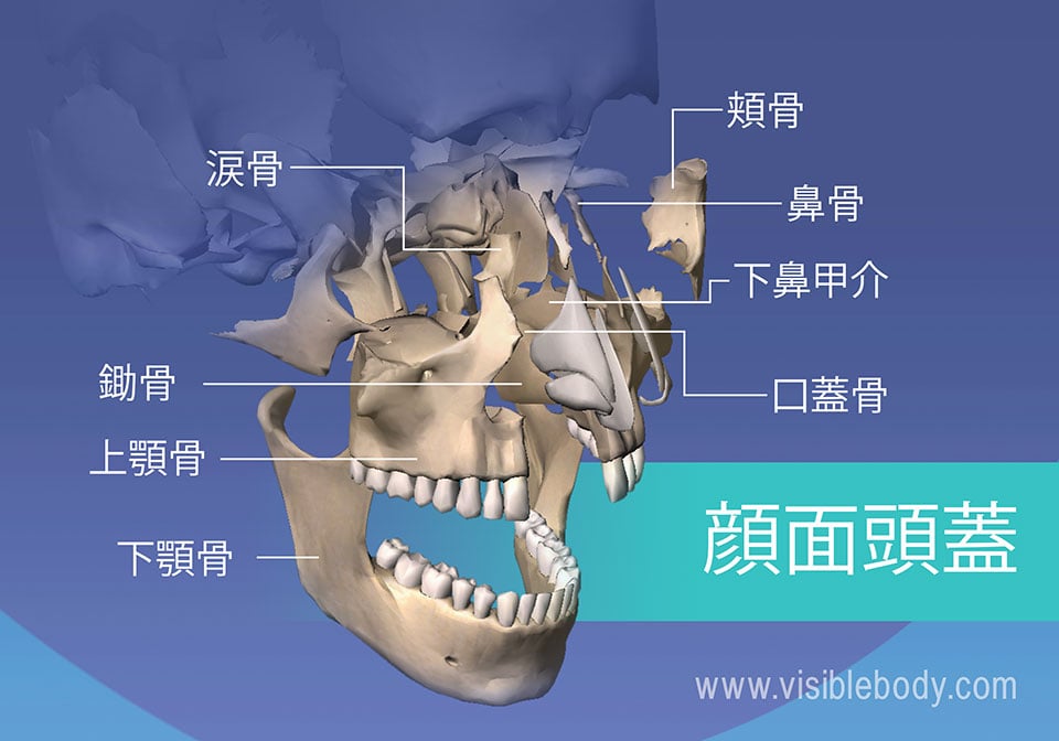顔の骨: 涙骨、頬骨、上顎骨、および下顎骨