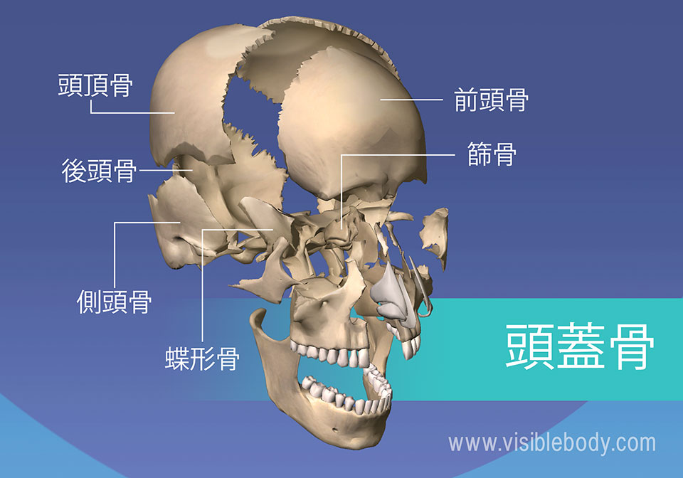 骨格の解剖について知る 軸骨格