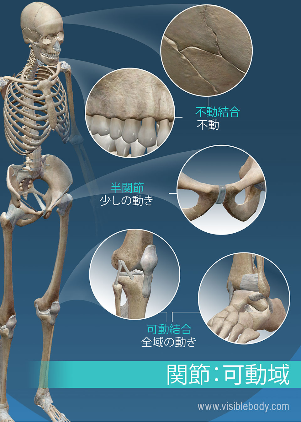 関節のタイプは、可動域によって分類されます: 不動結合、半関節および可動関節