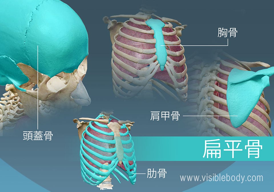 骨格の解剖について知る 骨のタイプ