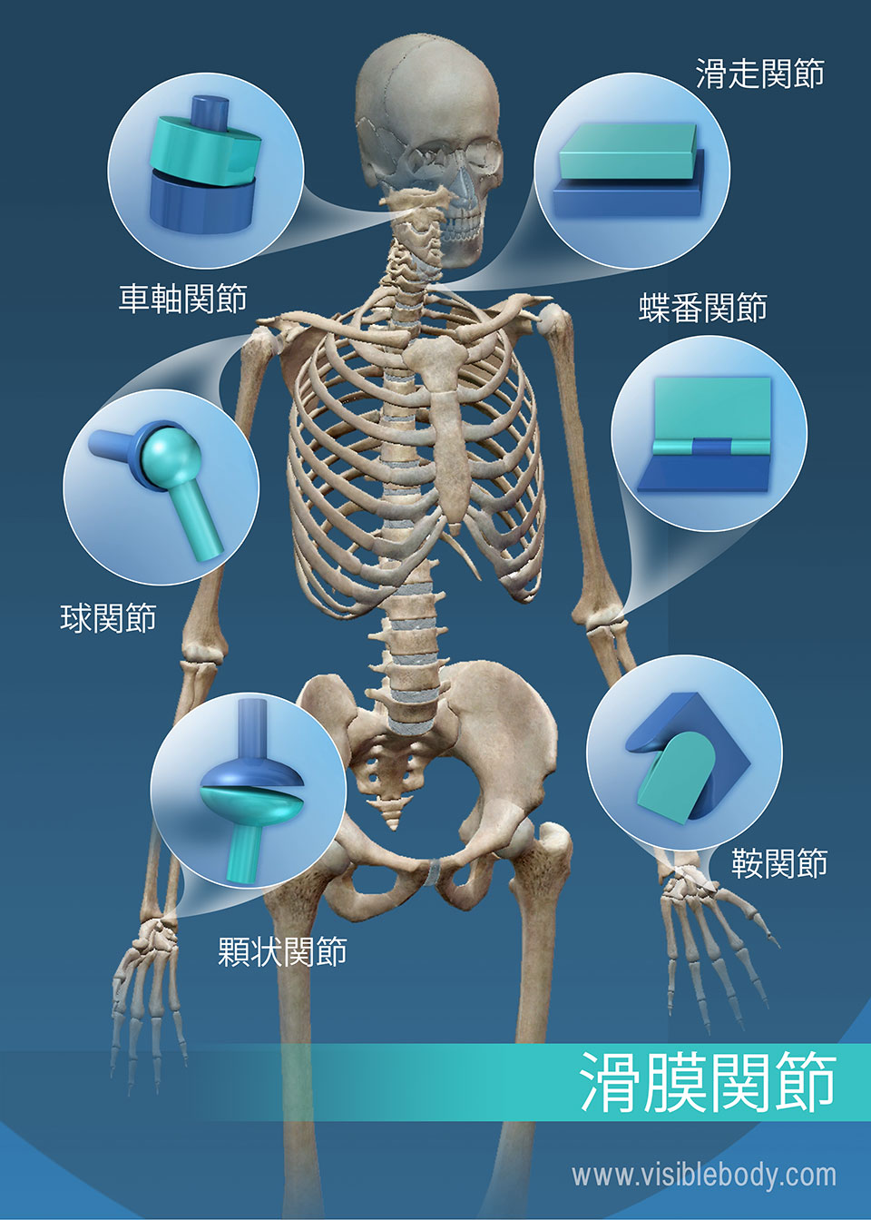 骨格の解剖について知る 関節および靱帯