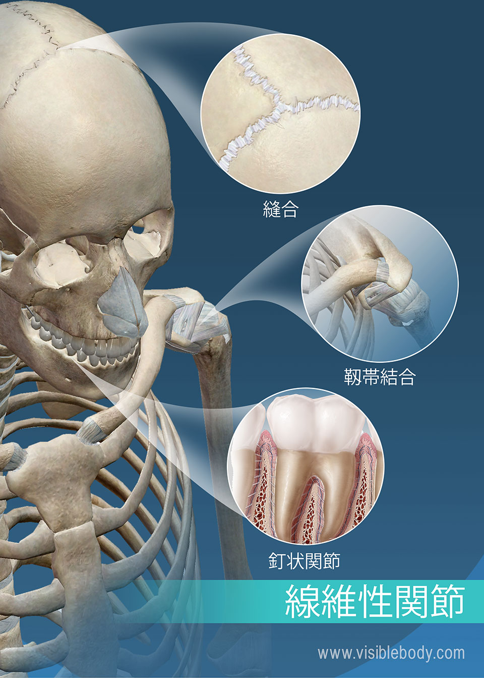 縫合線、靱帯結合、および釘状関節: 線維性の連結