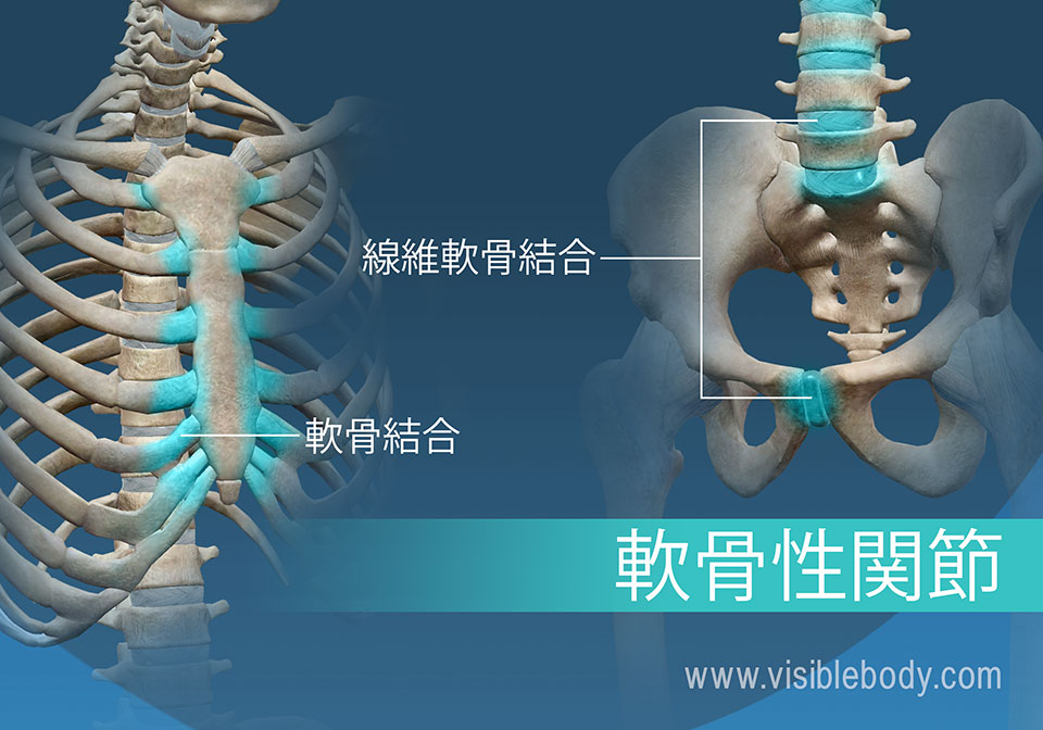 骨格の解剖について知る 関節および靱帯