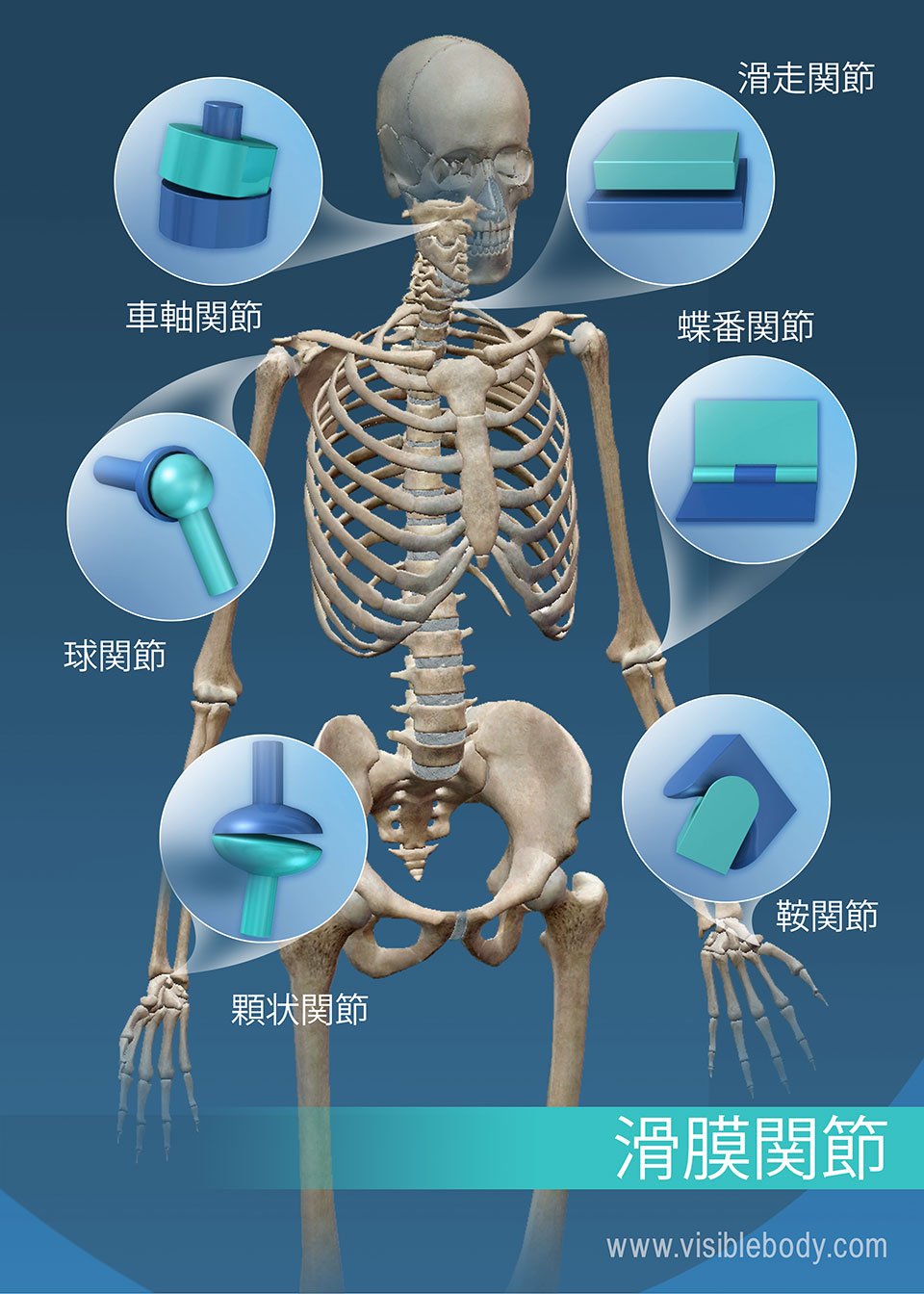 滑膜関節の可動域: 車軸関節、球関節、顆状関節、鞍関節、蝶番関節、平面関節