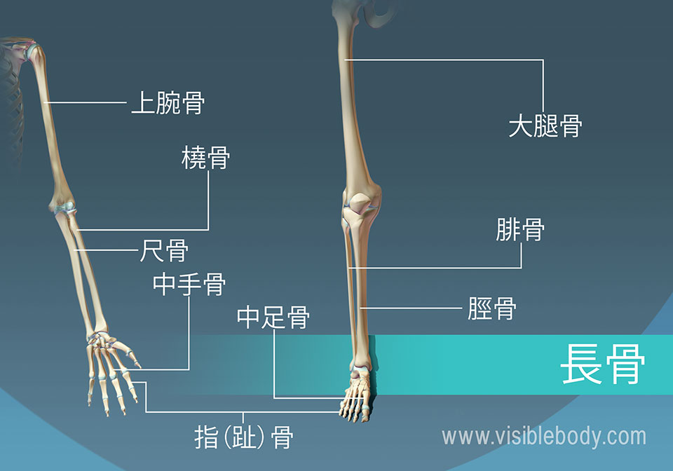 身体には、9個の長骨の例があります