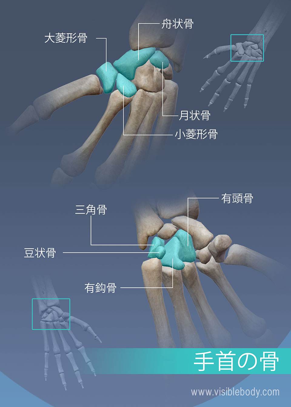 大菱形骨、舟状骨、月状骨、小菱形骨、有頭骨、三角骨、豆状骨、および有鈎骨手首の骨