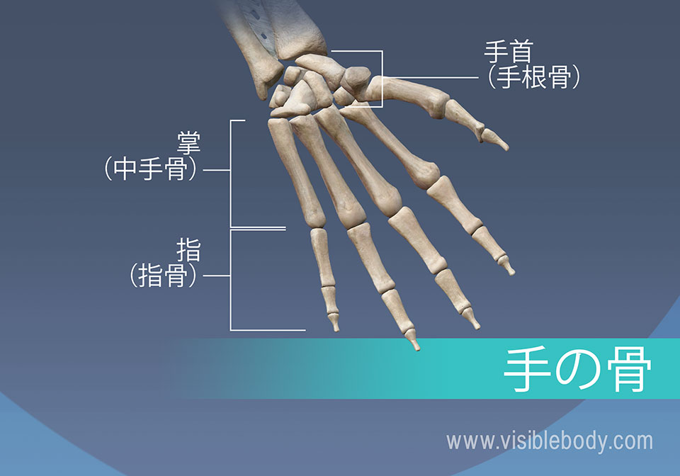 手の骨、中手骨、基節骨、中節骨と末節骨