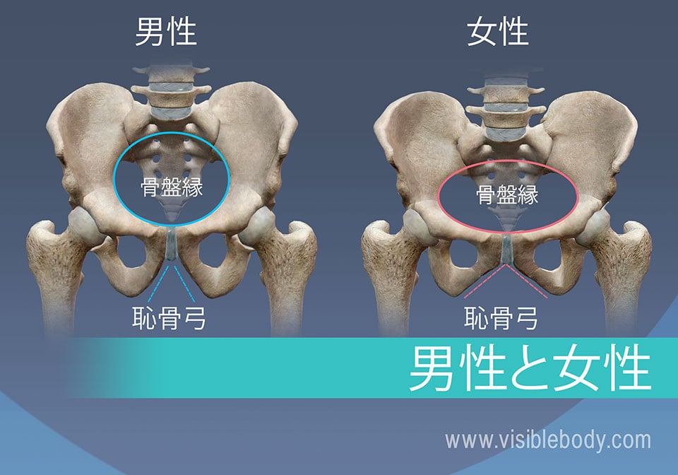 骨格の解剖について知る 付属肢骨格