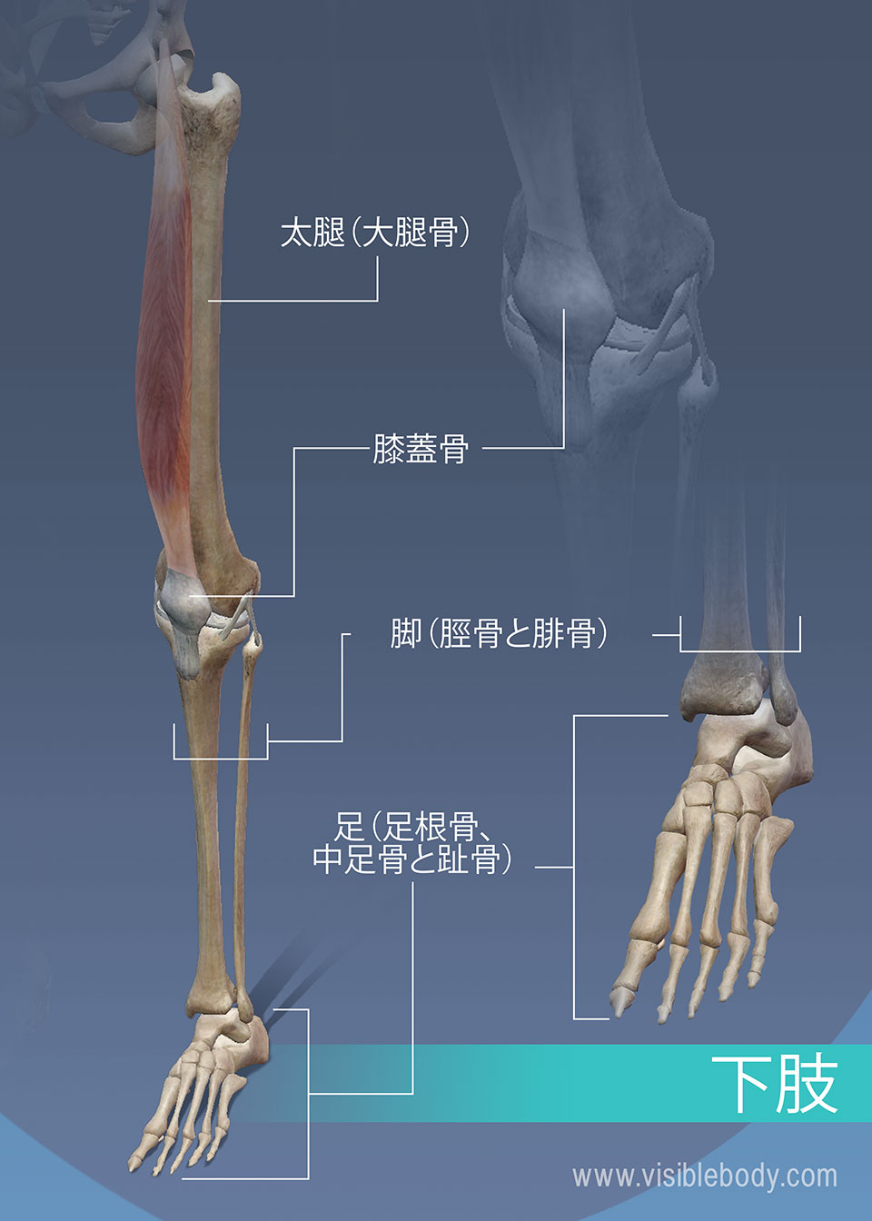 骨格の解剖について知る 付属肢骨格