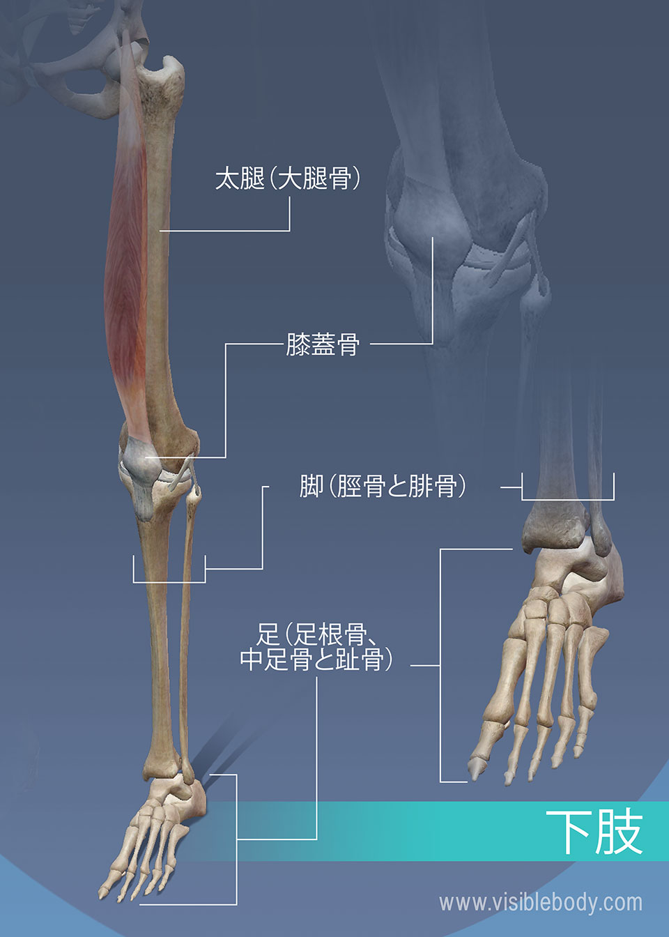大腿、脚および下肢の足首の骨