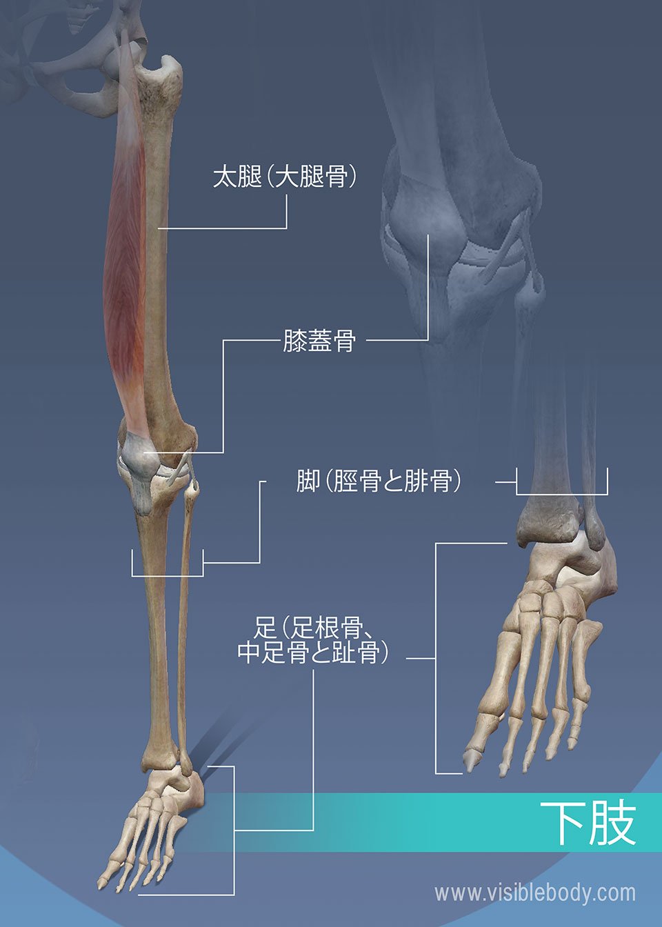 足 骨 名前