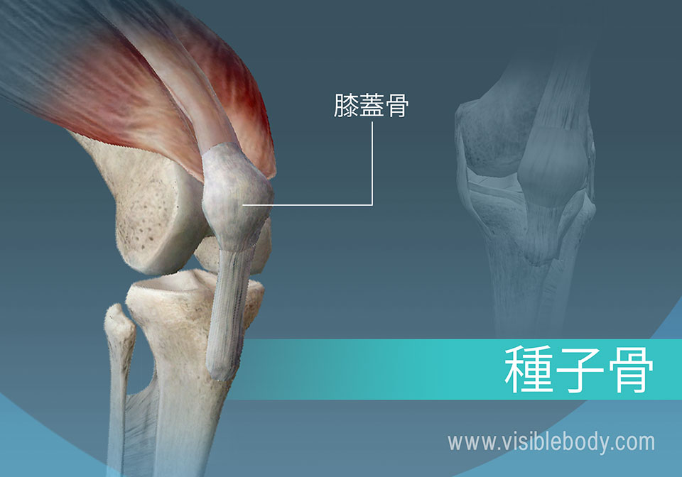 身体の種子骨、膝蓋骨