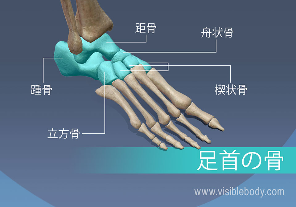 足首の骨、距骨、舟状骨、楔状骨、踵骨、および立方骨足首の骨